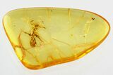Detailed Fossil Ant (Temnothorax) In Baltic Amber #328137-1